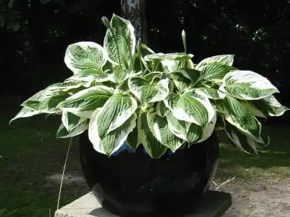 Funkien  Vielseitige Blattschmuckstauden fr Garten und Terrasse