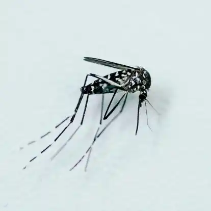 Tigermücken können Krankheitserreger übertragen, etwa Viren von West-Nil, Dengue, Zika und Chikungunya.