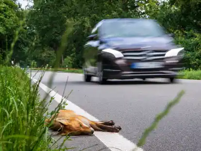 Immer wieder werden auch in Friesoythe überfahrene Tiere am Straßenrand gefunden. Doch wer kümmert sich um die Entsorgung und Versorgung dieser Funde?