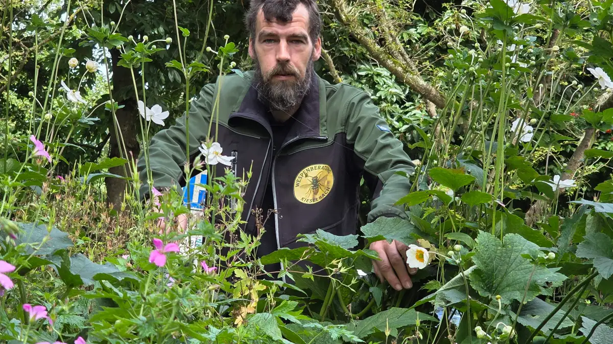 Wasp representative from Emden: Why wasps aren't enemies - | and some ...
