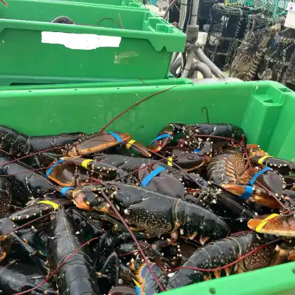 In einer Kiste auf einem Fischkutter liegen trotz Schonzeit gefangene Hummer. Die Krustentiere wurden bei der Kontrolle des Kutters von der Wasserschutzpolizei entdeckt.