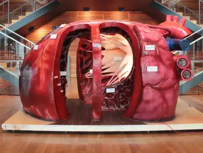 Das begehbare Herzmodell gibt einen tiefen Einblick in die Anatomie des menschlichen Körpers.