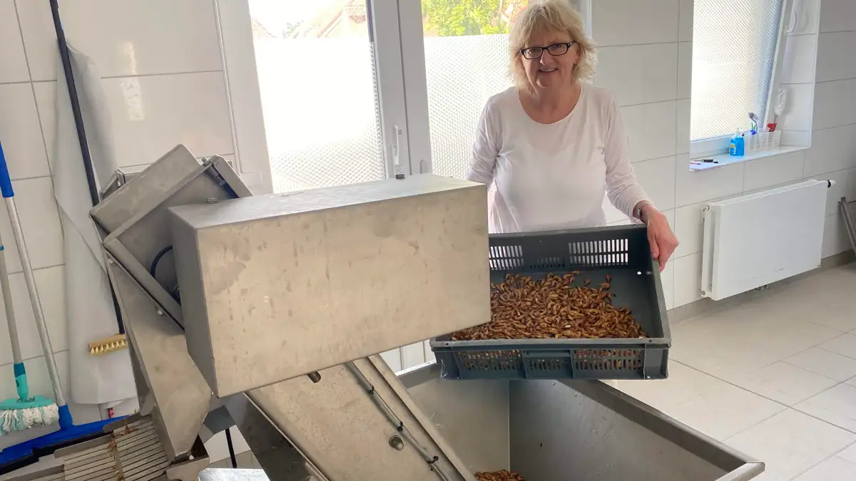 Sigrun Müller and her crab factory: How one woman brought garnet peeling ...