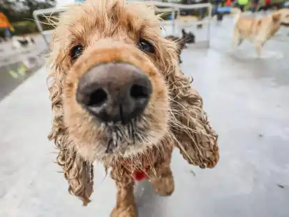 Schn&uuml;ffeln als Grundbed&uuml;rfnis: Hunde erkunden ihre Umwelt vor allem mit der Nase.