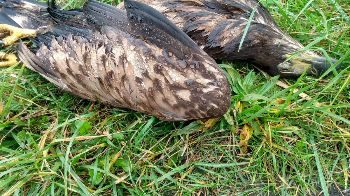 Wind power and nature conservation in East Frisia: Sea eagle dies near ...