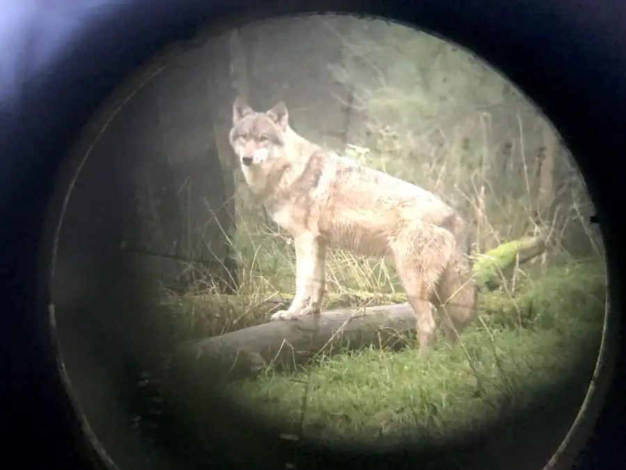 Landkreis Wittmund erteilt Genehmigung: Friedeburger Wolf darf ...