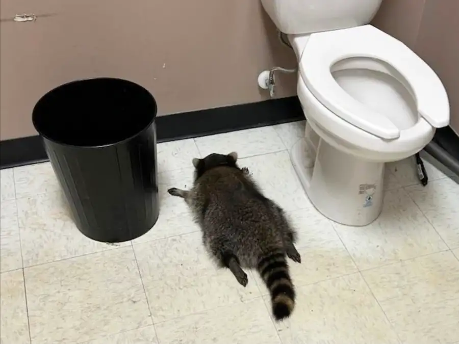 Animal burglar: Raccoon gets drunk in liquor store and goes on a rampage