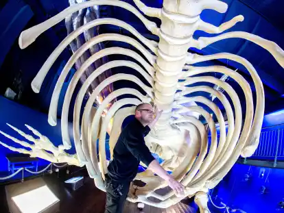 Mitarbeiter Thomas Ommen setzt im Waloseum die Knochen des Skeletts eines Pottwals, der vor Norderney gestrandet ist, zusammen. Ein Ausstellungsbereich des Waloseums beherbergt nun mehr als 80 Walmodelle sowie das Skelett eines Pottwals.