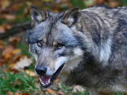 Ein Wolf in einem Wildpark. Im Landkreis Wittmund geht die juristische Auseinandersetzung zum Wolfsabschuss in Friedeburg in die n&auml;chste Runde.