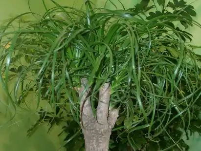 zimmerpflanzen stecklinge kaufen Stecklingsmix - besondere Zimmerpflanzen