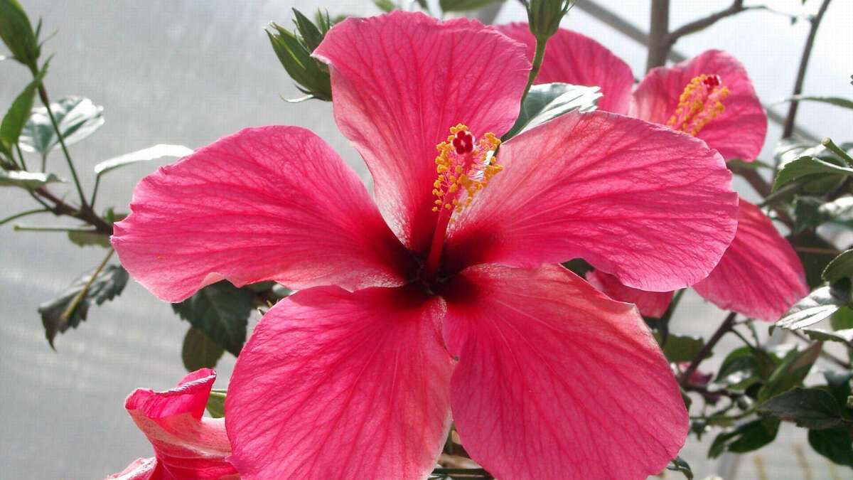Hibiscus-Pflege: Tipps fr blhfreudige Zimmerpflanze und Lusebekmpfung