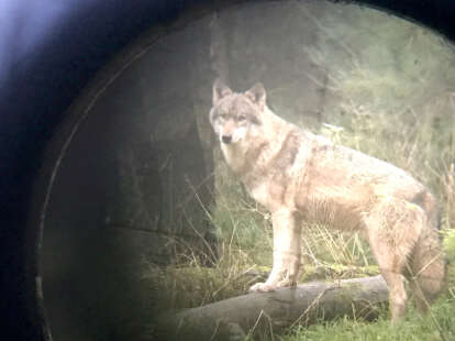 Entscheidung in Lüneburg: Jagd fällt aus – Landkreis Wittmund scheitert beim Wolfsabschuss