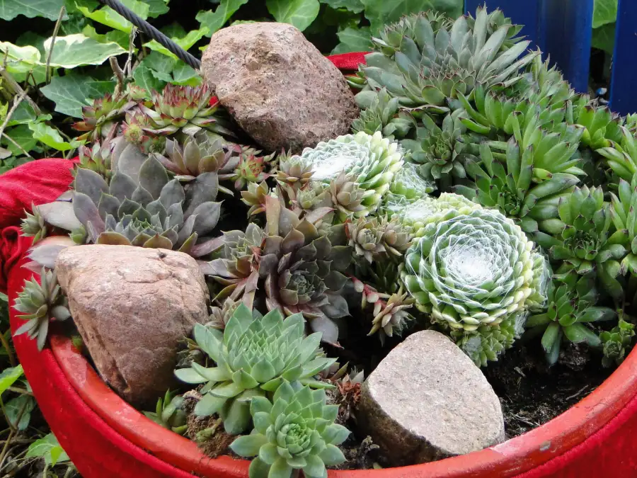 Hauswurz: Tradition, Heilkrfte und Gartengestaltung mit Sempervivum