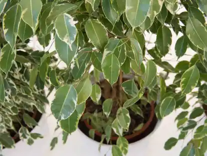 Zimmerpflanzen in lichtarmen Rumen: Diese Arten gedeihen auch im Schatten