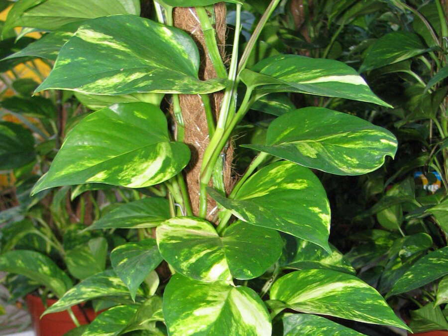 efeutute njoy Epipremnum aureum 'Njoy' main image 1