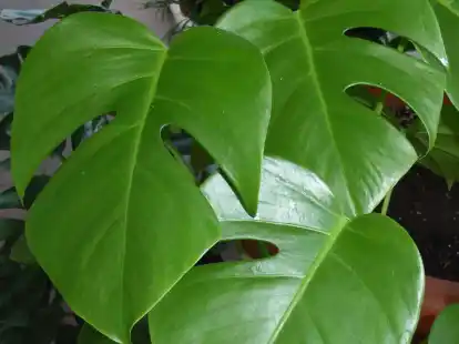 philodendron red beauty pflege Philodendron 'Red Beauty' – Sprouts of Bristol