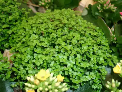 Zimmerpflanzen mit Bubikopf: Robuste Schmuckpflanze fr Haus und Garten