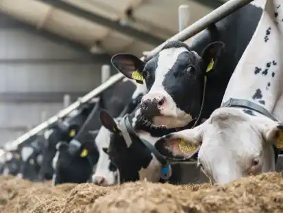 Guten Appetit: K&uuml;he sto&szlig;en das Klima-Gas Methan aus, das bei der Verdauung entsteht. Die Landwirtschaft steht unter Druck, die Klimabelastung zu reduzieren.