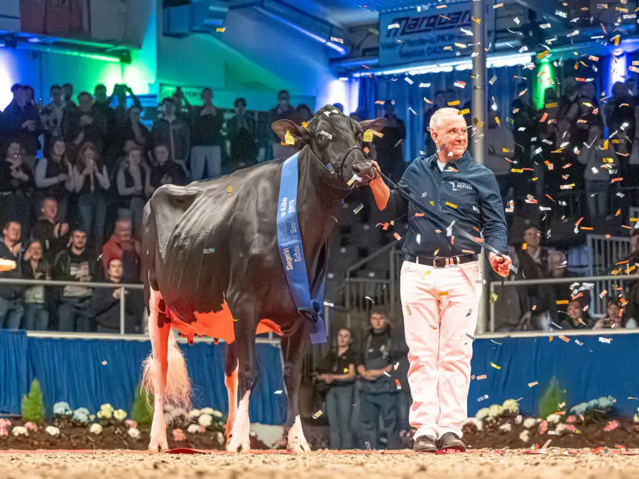 „Louella“ aus Warmsen gewinnt „Schau der Besten“ 2026