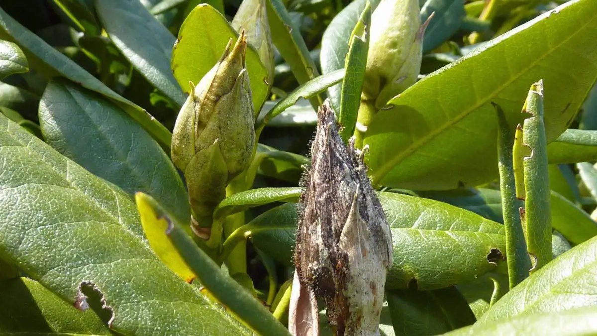 Rhododendron Krankheit: So bekmpfen Sie die Rhododendronzikade