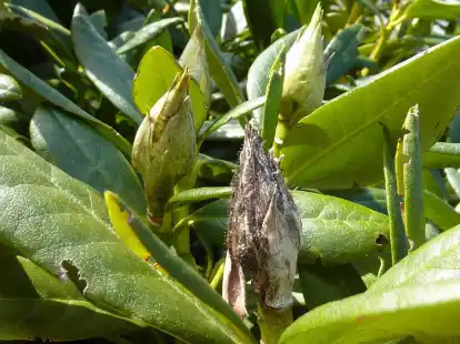 Rhododendron Krankheit: So bekmpfen Sie die Rhododendronzikade