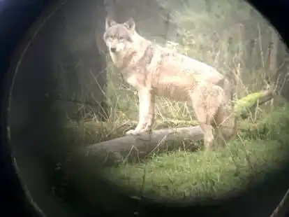 Ein Wolf ist im Kreis Cuxhaven nach einer Ausnahmegenehmigung abgeschossen worden.