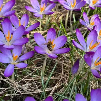 Die Krokusse k&uuml;ndigen den Fr&uuml;hling und damit den Start in die Gartensaison an.