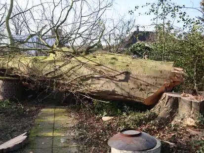 Auf einem Grundst&uuml;ck in Ofenerfeld wurden drei alte Buchen gef&auml;llt.