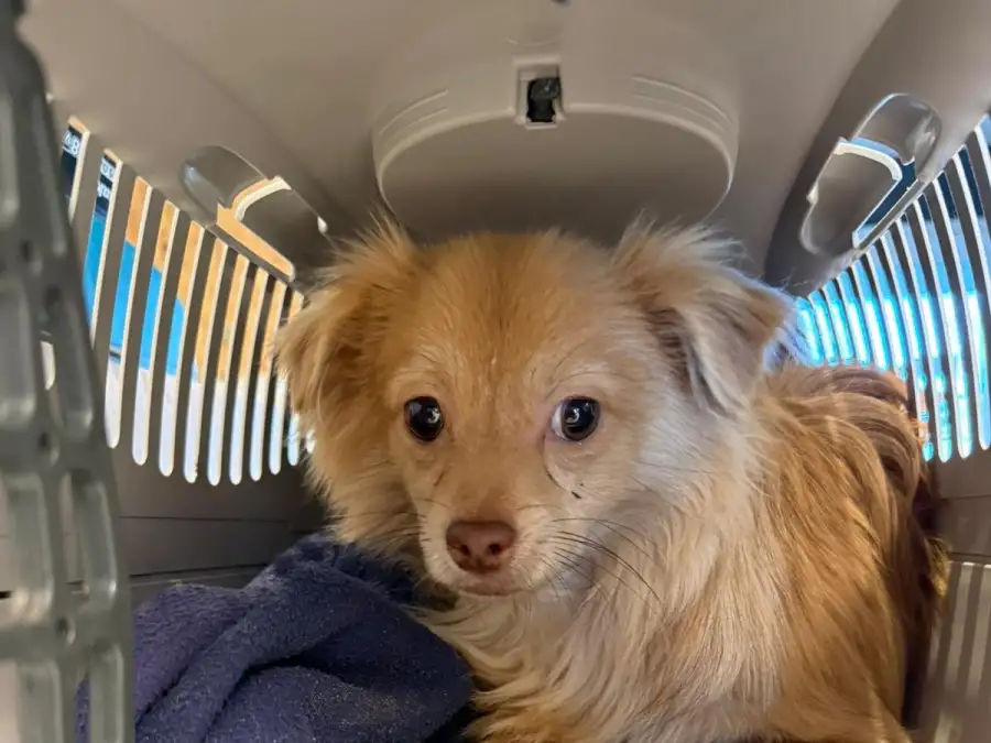 Outrage over abandoned dogs: Five Chihuahuas found in the Oldenburg ...