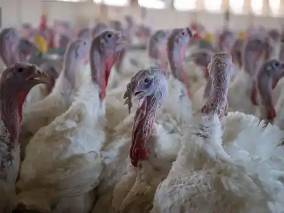 Acht Ausbrüche bestätigt: Newcastle-Krankheit breitet sich auf Geflügelhöfen aus