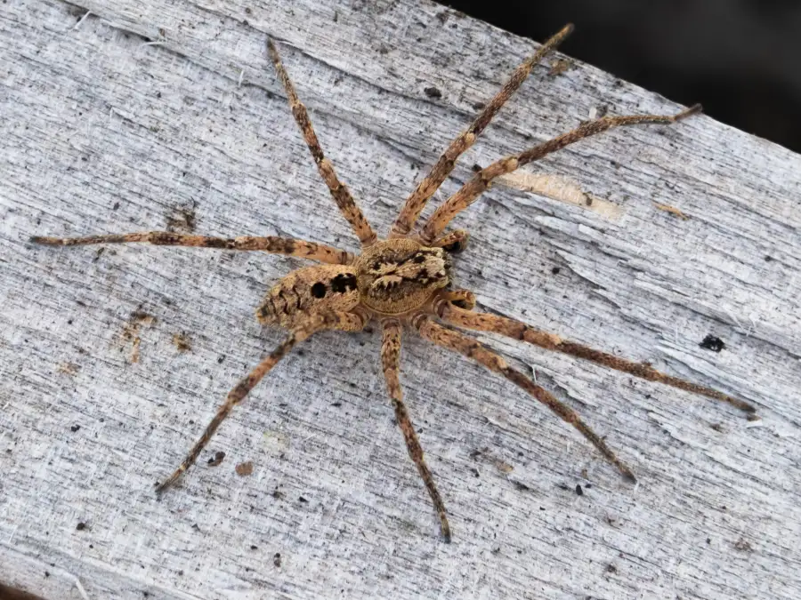 Einsatz in Wilhelmshaven: Feuerwehr fängt große Spinne im Supermarkt ein