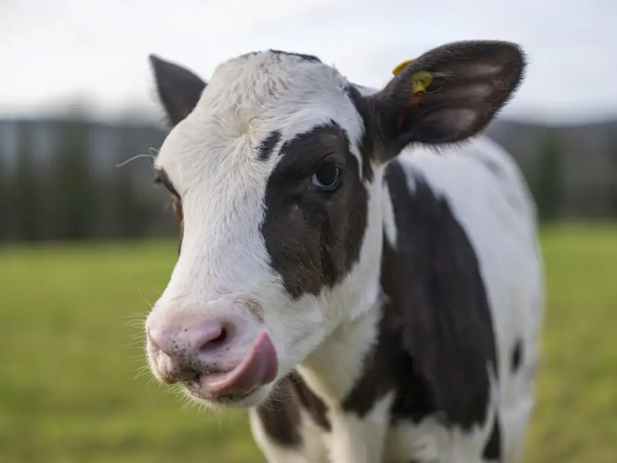Animal cruelty investigation: Unknown perpetrators cut off calf's ear ...