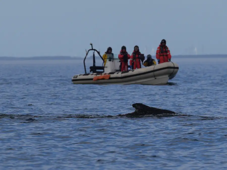 Whale drama in Wismar Bay: Freed humpback whale stranded on a sandbank ...