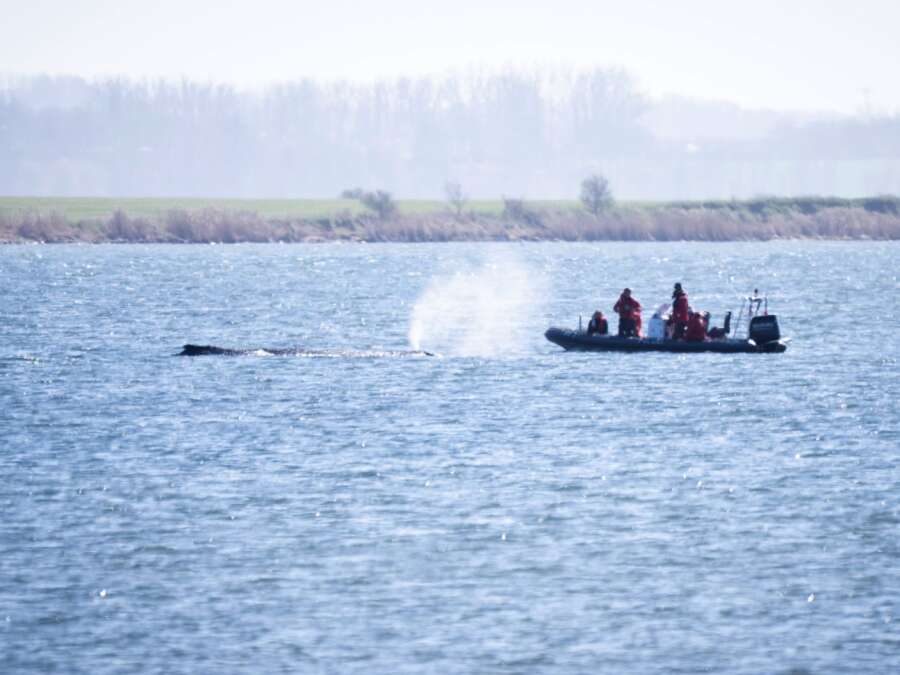 Medical report: Low water, hardly any strength - | Whale rescue impossible ...