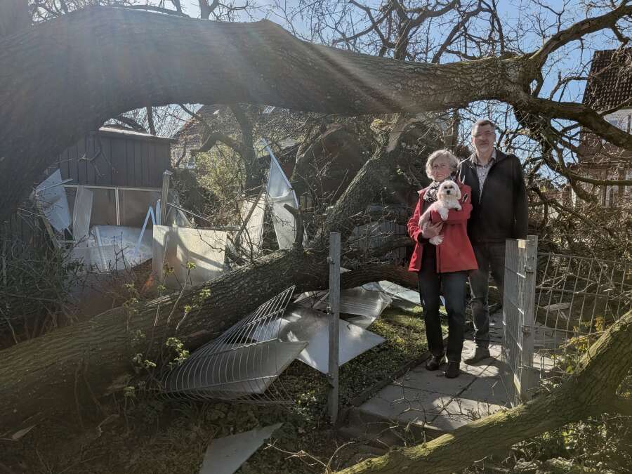 Versäumnisse bei Baumpflege?: Verfaulte Wurzel lässt Eiche in Jever kippen ...