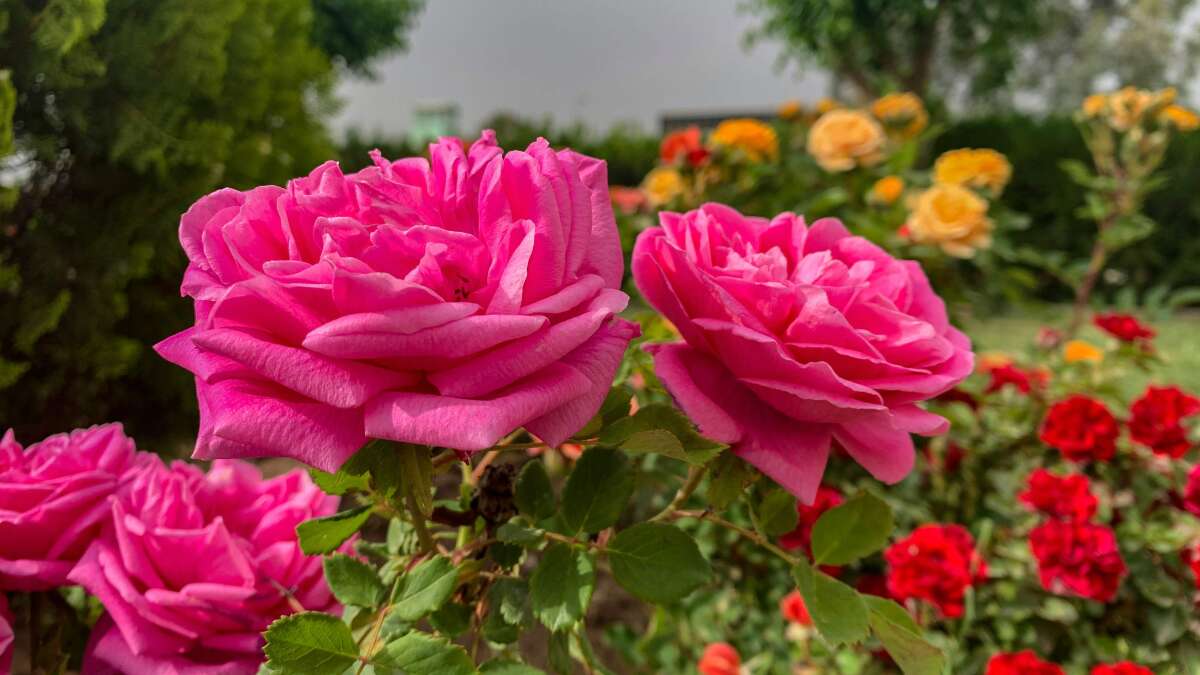 Rosen richtig pflegen: Schnitt, Standort und Dngung