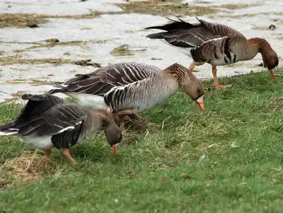 Blässgänse im Naturschutzgebiet Petkum bei Emden: Die Jagd in niedersächsischen EU-Vogelschutzgebieten ist erneut in die Kritik geraten.