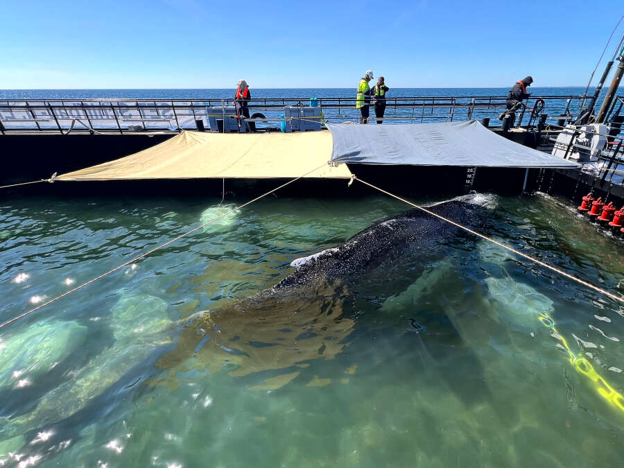 Rescue operation: Humpback whale