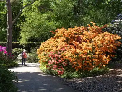 Rhododendron im Park der Grten: Bltenpracht und Tipps fr Gartenfreunde  in Bad Zwischenahn