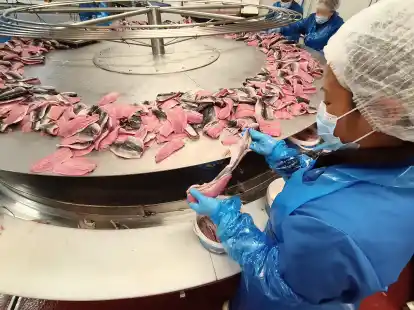 Am Ende Filets Matjes aus Emden: Fokken & Müller erklärt Herstellung der Delikatesse ...