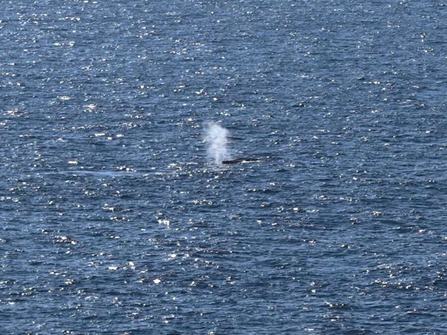 Wal-Kadaver aufgetaucht: Toter Buckelwal vor dänischer Insel Anholt ...