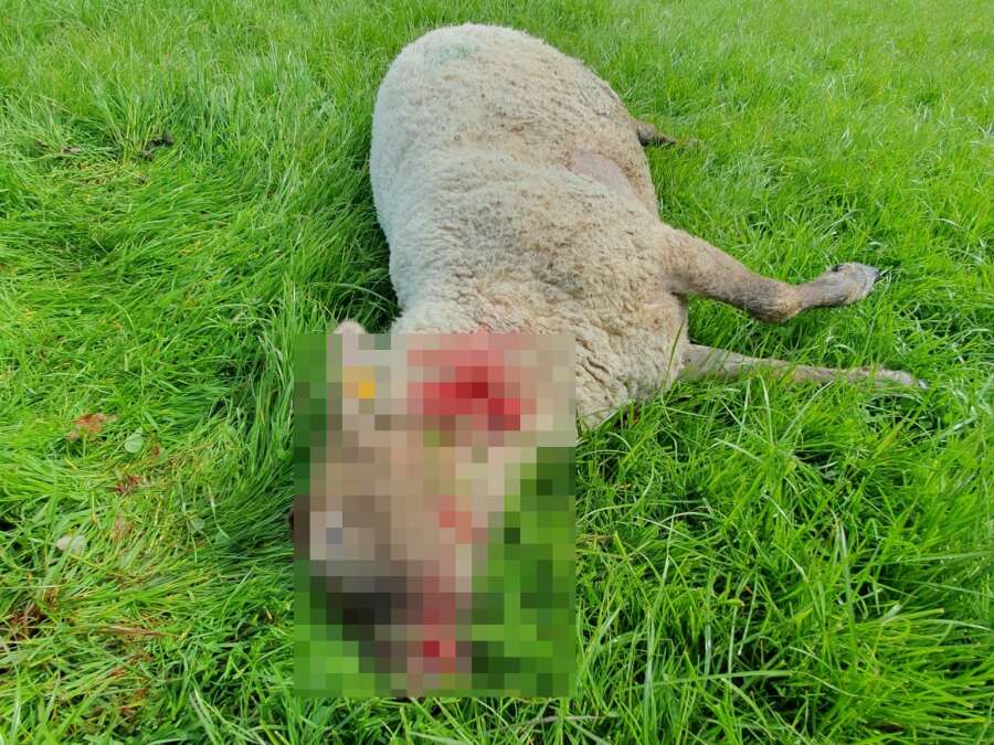Landwirt vermutet Wolfsangriff: Viele Schafe auf Weide in Moorwinkelsdamm ...