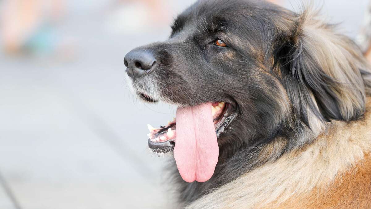 Tropical temperatures: Veterinary office in Cloppenburg warns of heat ...
