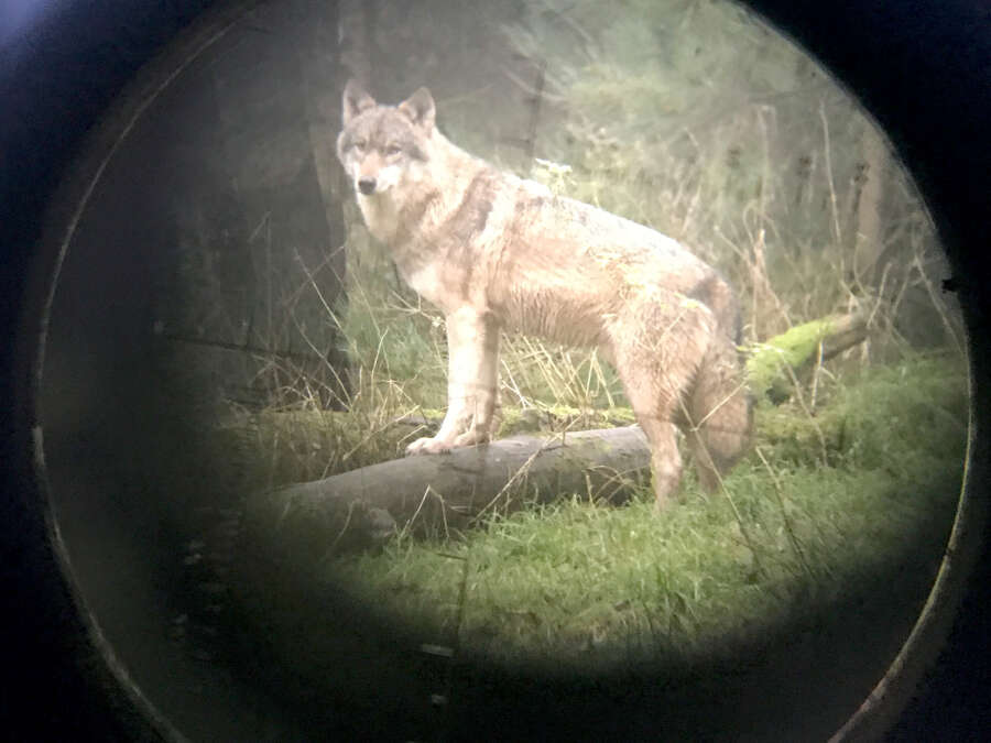 First pack allowed to be shot: Wolf hunting in Lower Saxony - | Why the ...