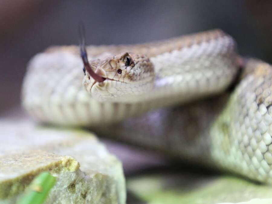 Unusual emergency: Man bitten by rattlesnake - | Antidote arrives by ...