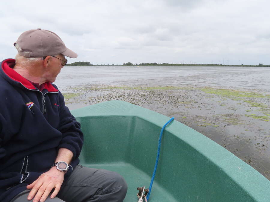 Little Lake in East Frisia: Rampant aquatic plants hinder water sports ...