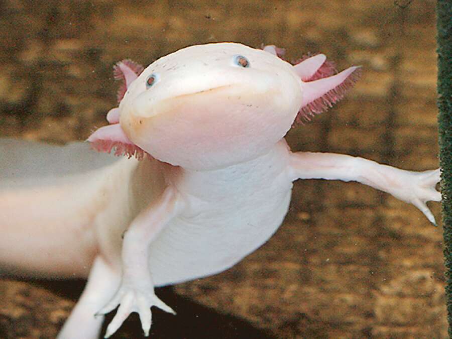Mexikanischer Schwanzlurch im Aquarium: Axolotl im Oldenburger Botanischen ...
