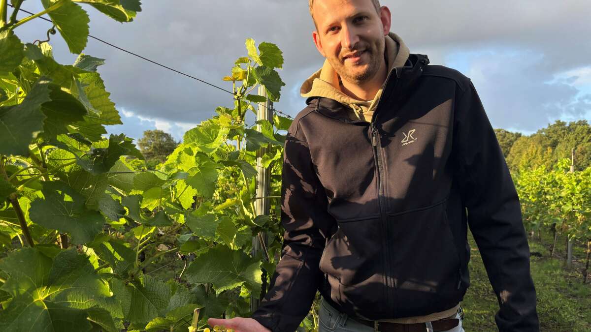 Landwirtschaft im Ammerland: Weinlese in Bad Zwischenahn – Warum der Ort später nicht auf der Flasche stehen darf