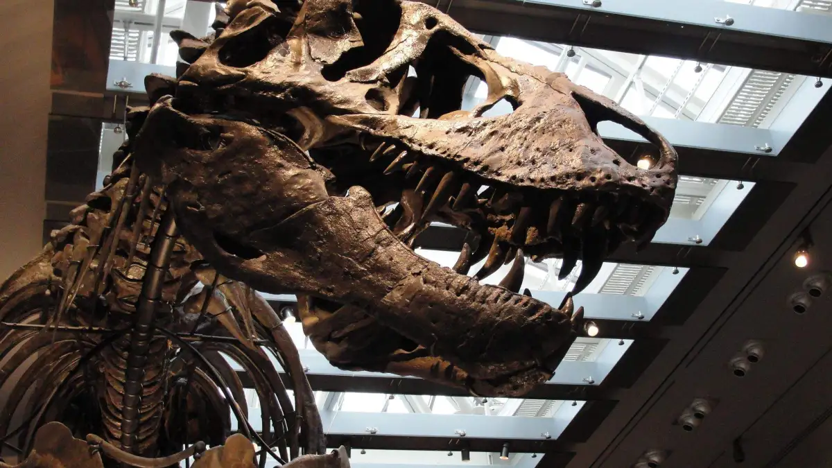 Temperaturbestimmung beim Dino: Zahnanalyse bestätigt: Der T. rex war Warmblüter