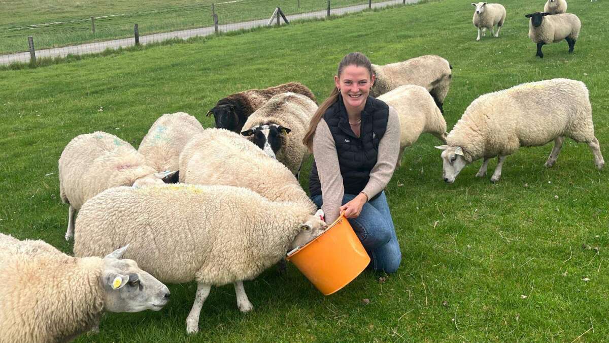Deichschäferin aus Butjadingen: Mehr als tausend Hufe für einen stabilen ...